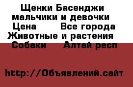 Щенки Басенджи ,мальчики и девочки › Цена ­ 1 - Все города Животные и растения » Собаки   . Алтай респ.